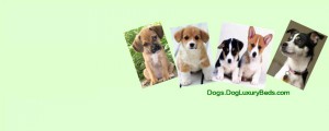 Dog Products to Keep Your Dog Healthy And Happy. Shop Online at DogLuxuryBeds.com