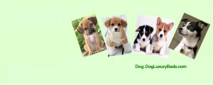 Dog Products to Keep Your Dog Healthy And Happy. Shop Online at DogLuxuryBeds.com