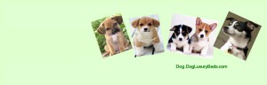 Dog.DogLuxuryBeds.com presents Dog Products to Keep Your Dog Healthy And Happy. Shop Online at DogLuxuryBeds.com
