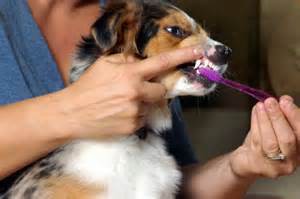 Brushing Dogs Teeth