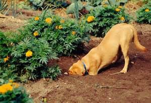 Dog Digging