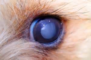 Dog Eye Problems