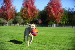 Dog Retrieving Chuckit Ball Toy