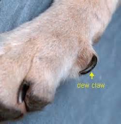 swollen dew claw dog