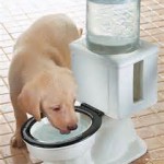 Puppy-Drinking-Water-From-Toilet-Bowl-Model