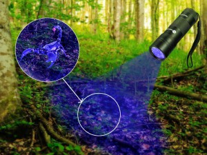 UV Flashlight Detecting Scorpian