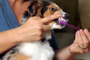 Brushing-Dogs-Teeth