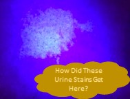 Pet Urine detected by UV Blacklight flash light