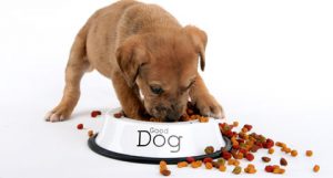 Puppy Eating Dry Kibble Dog Food