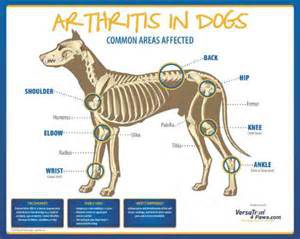 Arthritis In Dogs