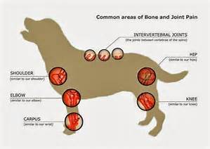 Common Areas of Bone and Joint Pain