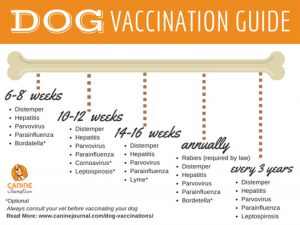 Dog Vaccination Guide