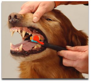 Dog Dental Hygiene