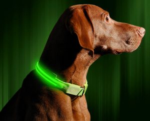 Illumiseen LED Dog Safety Collar Green