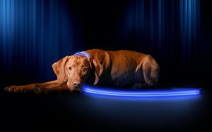 Dog Lighted LED Leash Blue