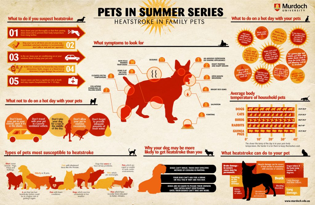 Heatstroke In Family Pets