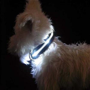 Lighted Dog Collar